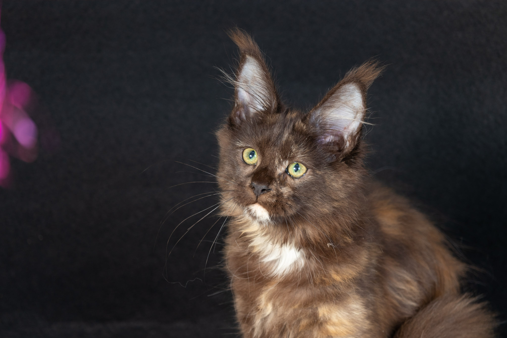 Filhote maine coon